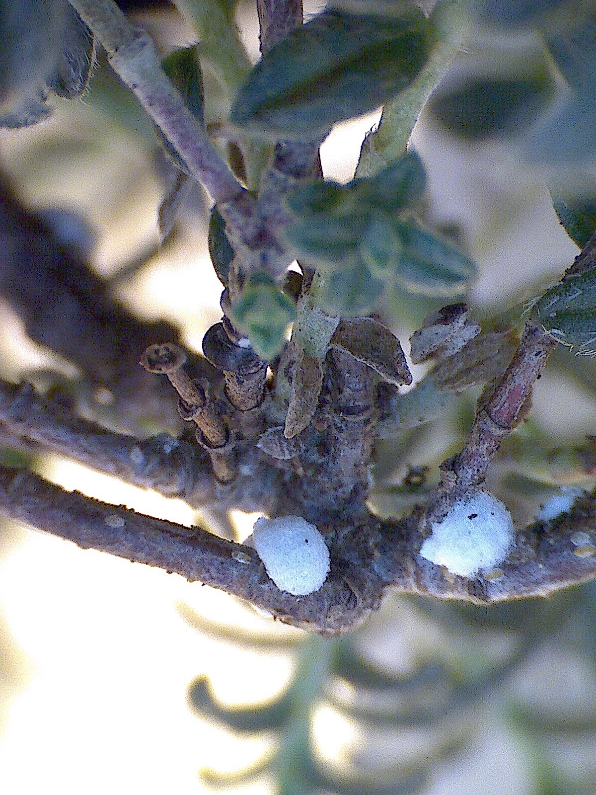 Filtsköldlusen Acanthococcus azaleae, kolonier på solvända, Helianthemum oelandicum. Foto: C.-A. Gertsson.