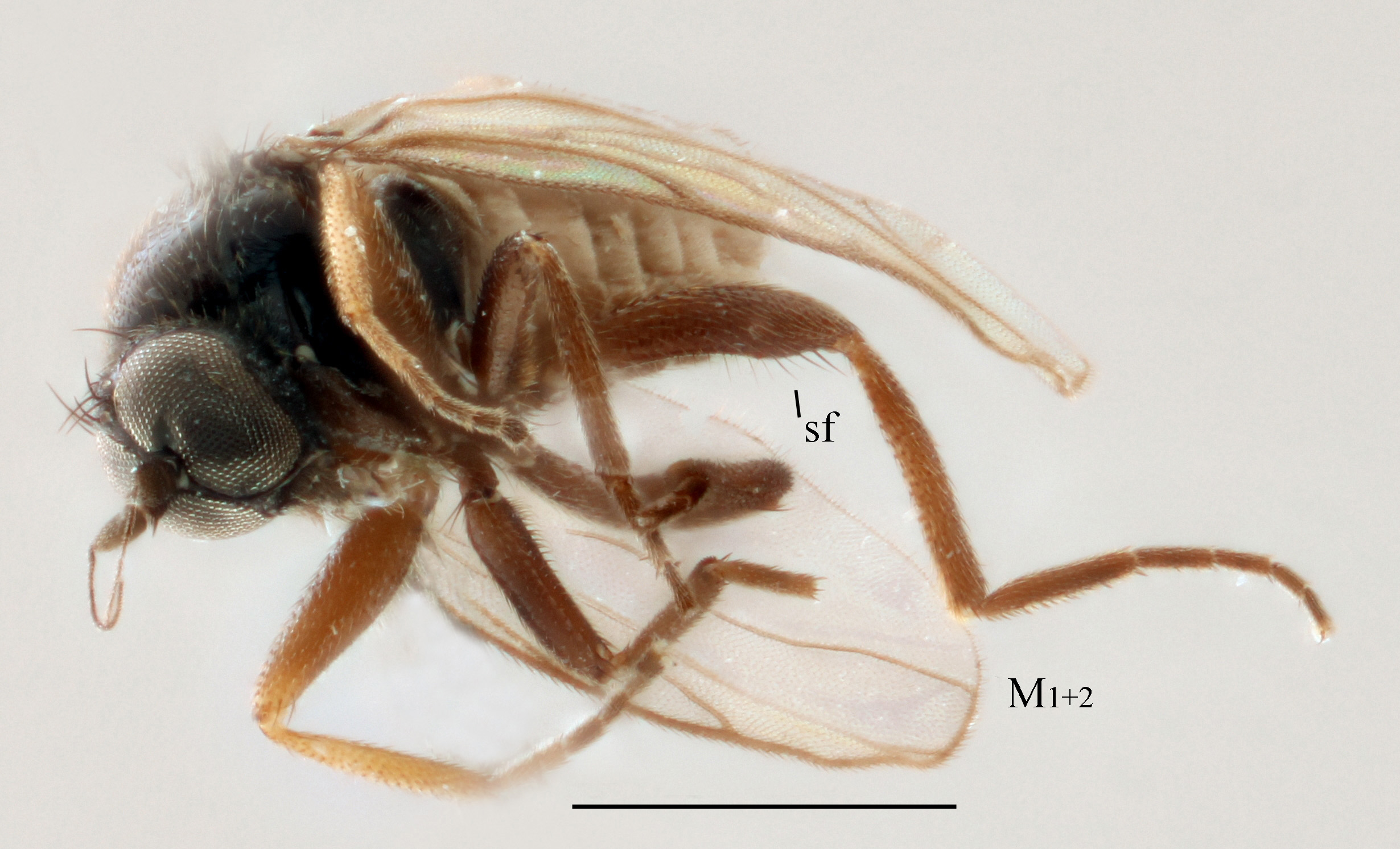 Drapetis undulata sp. nov. Holotype male, from Borgehage on the Baltic island Öland. M1+2 = undulating vein M1+2, sf = swelling on hind femur. Scale is 0.5 mm. Photo: Camille Locatelli.