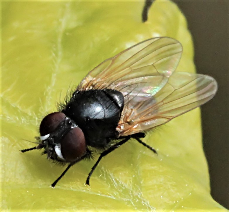 Earomyia argenta sp. nov. Adult hane habitus. Foto: Belinda Andersen.